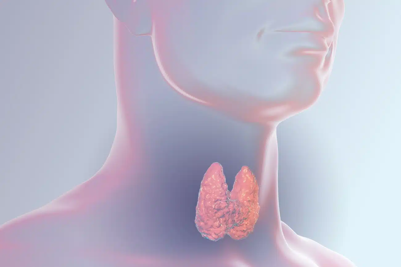 Thyroïde et infertilité | hypothyroidie infertilité, hyperthyroidie fertilité | Clinique de la fertilité | Paris